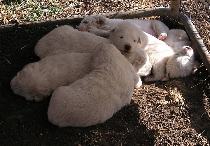 Great Pyrenees Puppies, 02/17/11