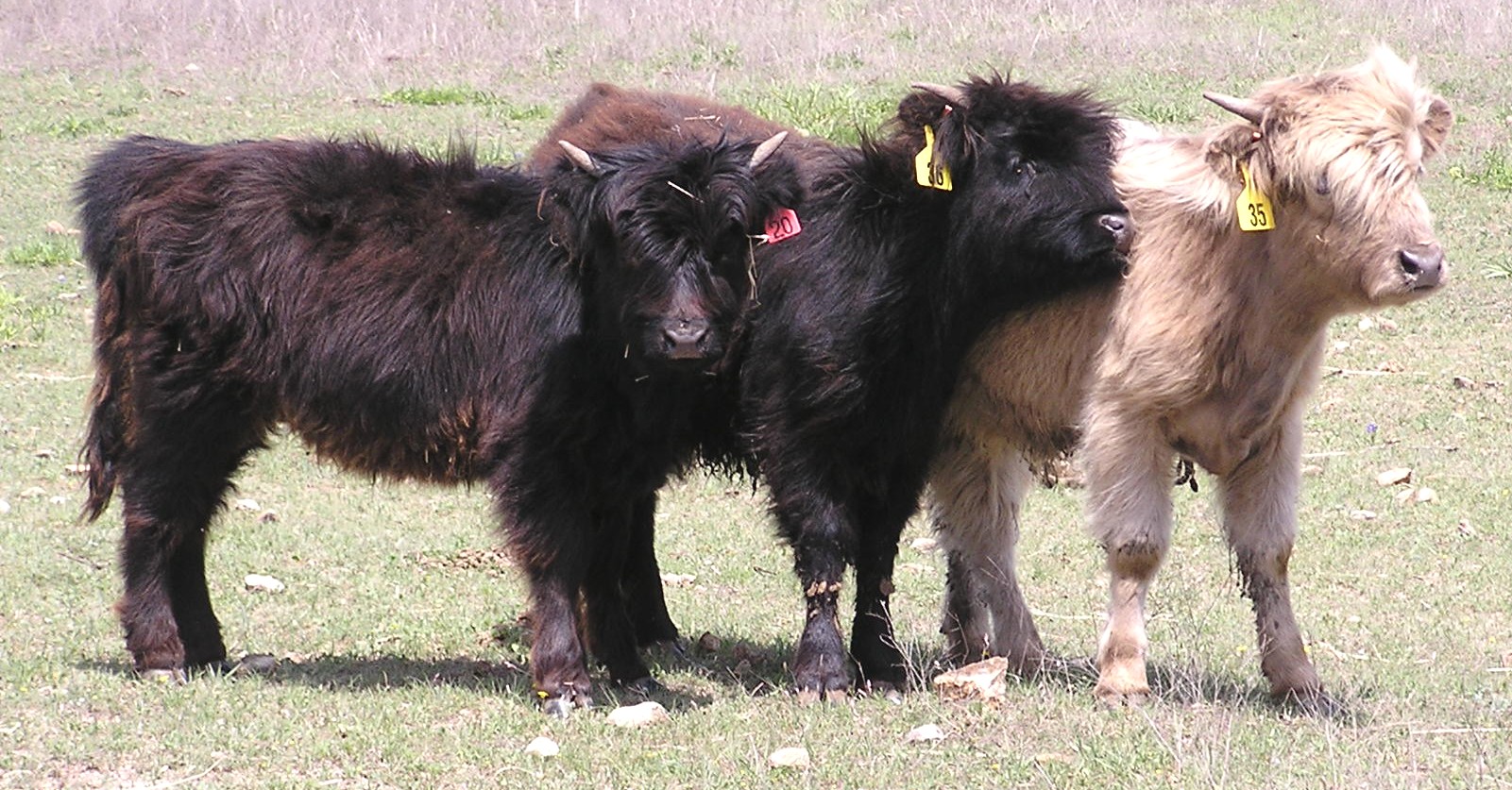 The new girls, 04/10/06