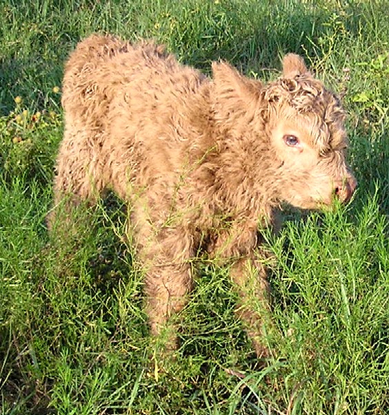 Suzie's new calf, 07/16/07