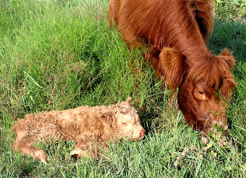 Suzie with new calf, 07/16/07