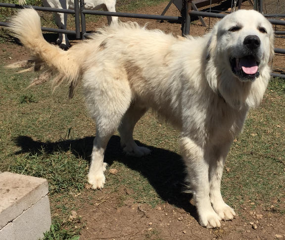 male great pyrenees
