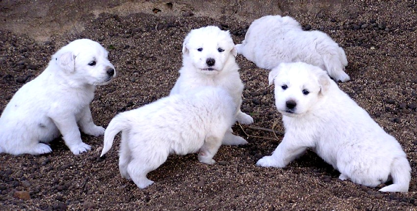Great Pyrenees Puppies, 04/17/08