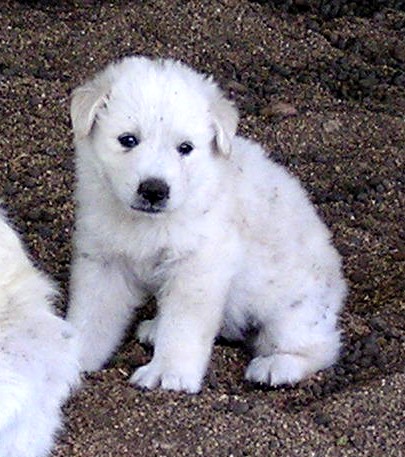 Great Pyrenees Puppies (06/13/08)