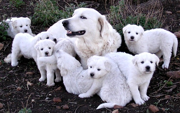 Great Pyrenees Pups
