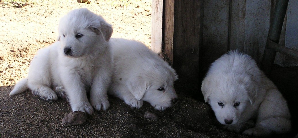 Great Pyrenees Crossbred Puppies (11/20/08)
