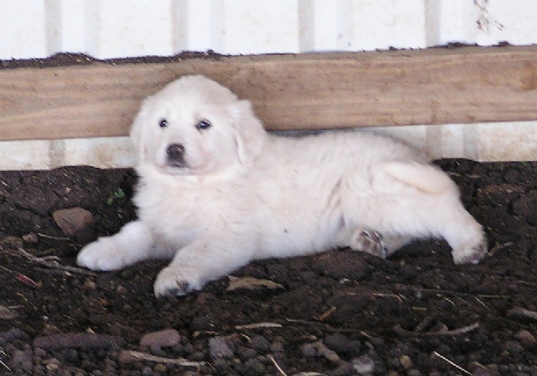 Great Pyrenees Puppy (11/20/08)