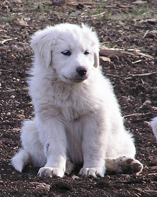 Great Pyrenees Puppies (photo from previous litter)