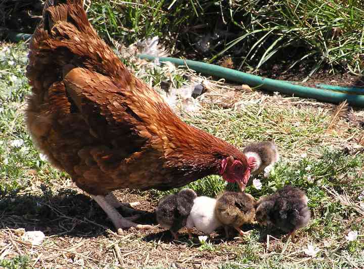 Hen with chicks, 04/11/11