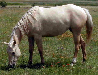 Flurry