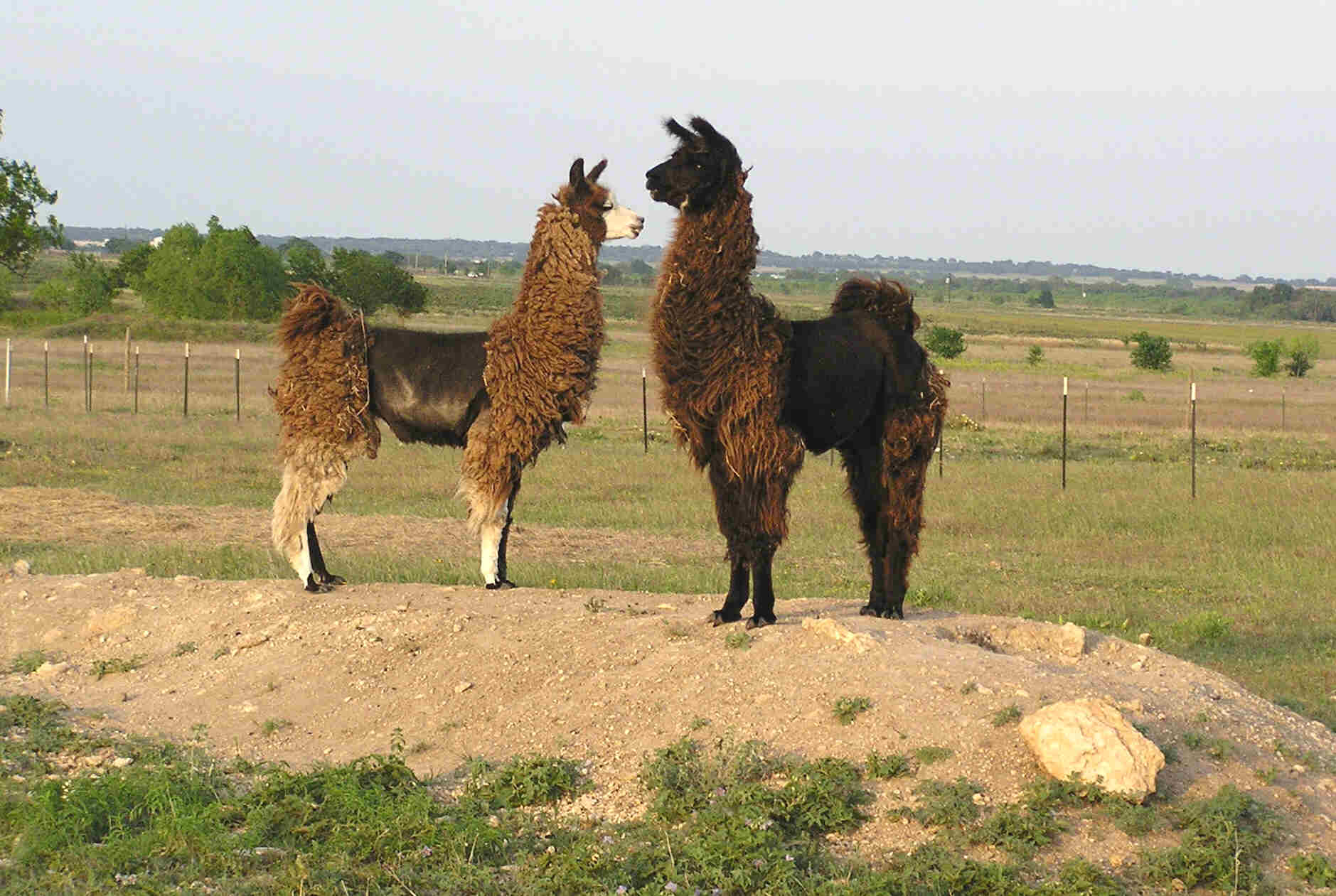 Fuzzy & Chance playing 'King of the Mountain'