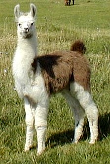 Ovation's Kikki