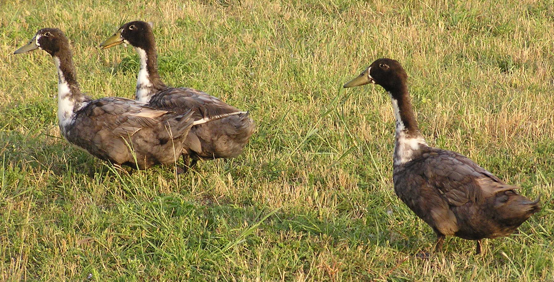 Swedish Blue ducks