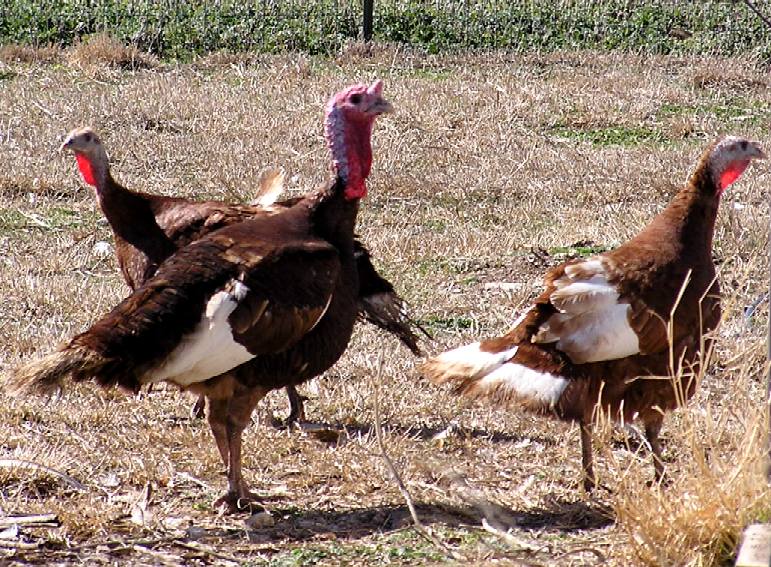 Bourbon Red Turkeys