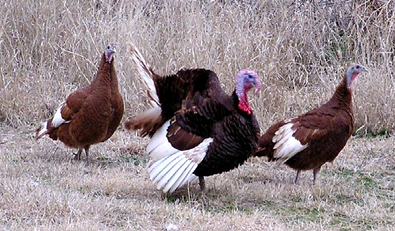 Bourbon Red Turkeys