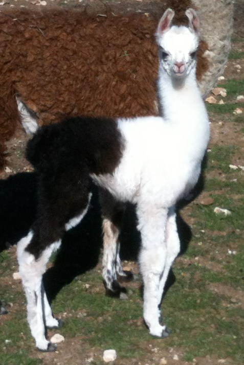 Joy, 01/02/12