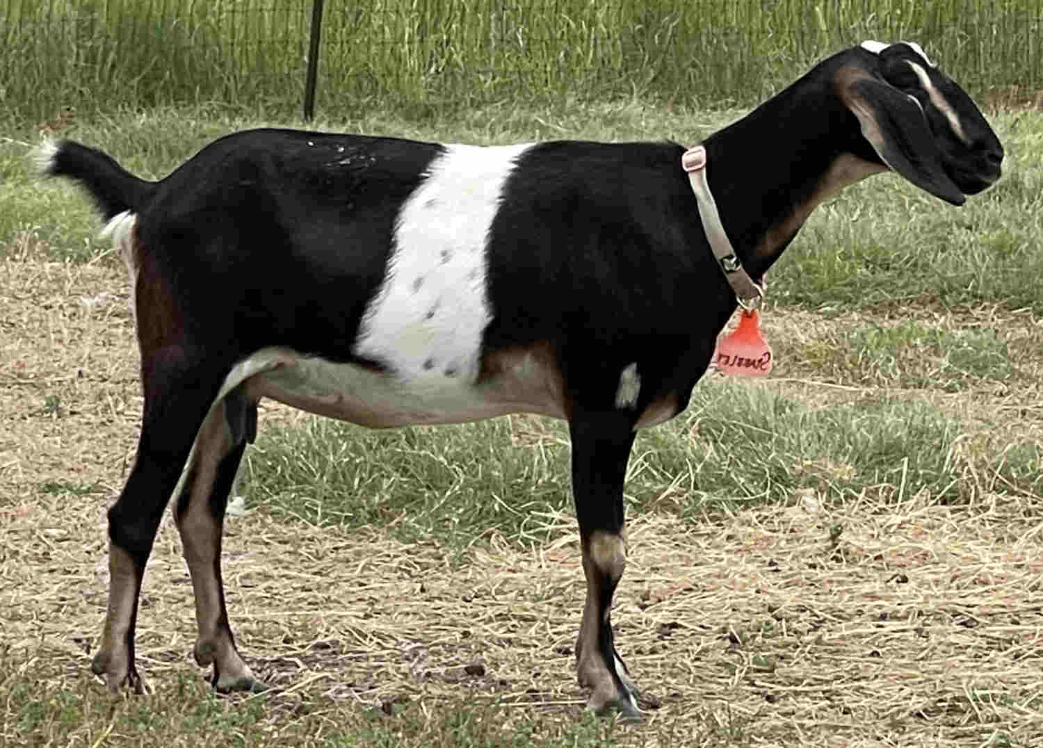 Starrlet