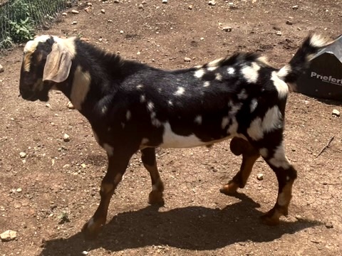 Nubian Goats | Galloping Winds Ranch